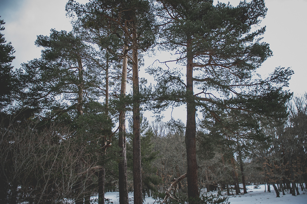 Preboda Almudena y Victor-98